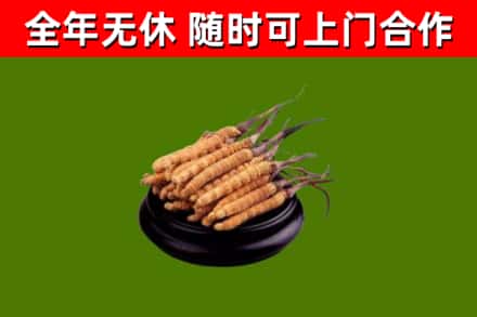 驻马店市回收冬虫夏草